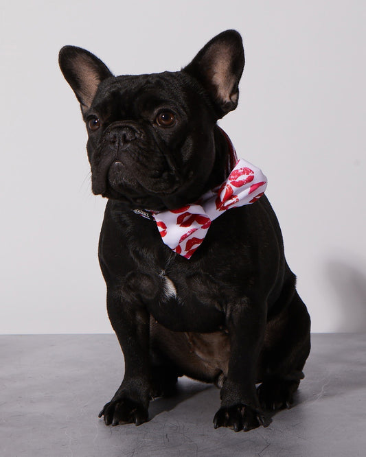 Collier et nœud papillon pour chien Smooch My Pooch