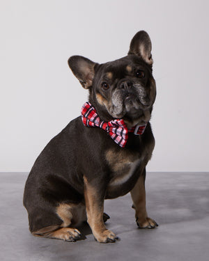 Puppy Love Plaid Dog Collar & Bowtie