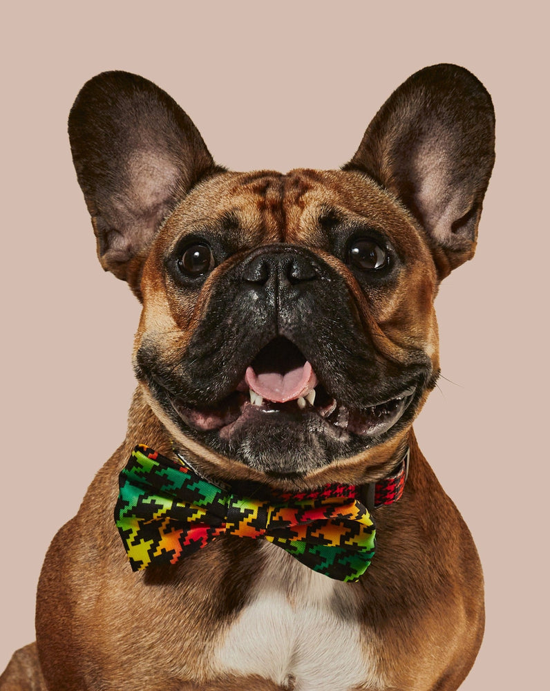 
            
                Load image into Gallery viewer, Bless Up Dog Collar &amp;amp; Bowtie
            
        