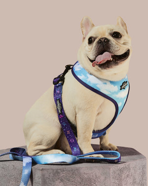 
            
                Load image into Gallery viewer, Zodiac Drip Dog Leash
            
        