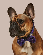 Zodiac Drip Dog Collar & Bowtie