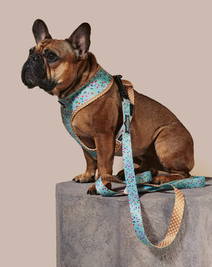 
            
                Load image into Gallery viewer, Sprinkle Me Blue Dog Leash
            
        