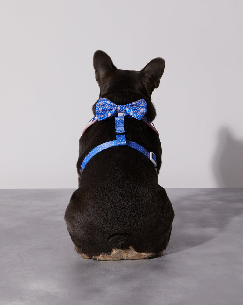 
            
                Load image into Gallery viewer, Asanoha Dog Collar &amp;amp; Bowtie
            
        