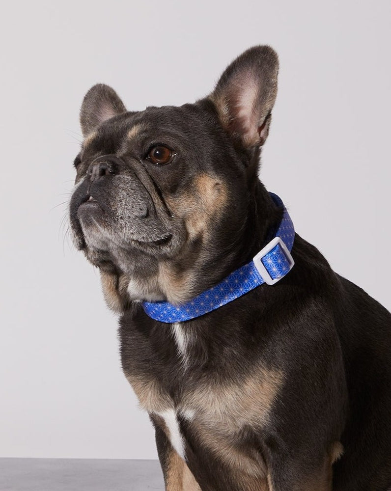 
            
                Load image into Gallery viewer, Asanoha Dog Collar &amp;amp; Bowtie
            
        