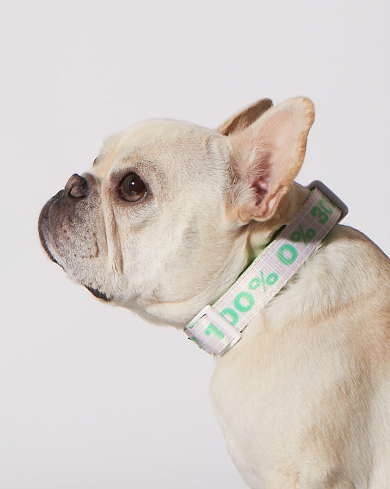 Matcha Sugar Level Dog Collar