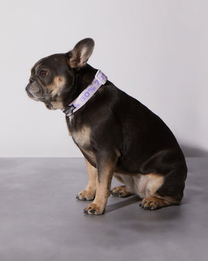 Taro Sugar Level Dog Collar