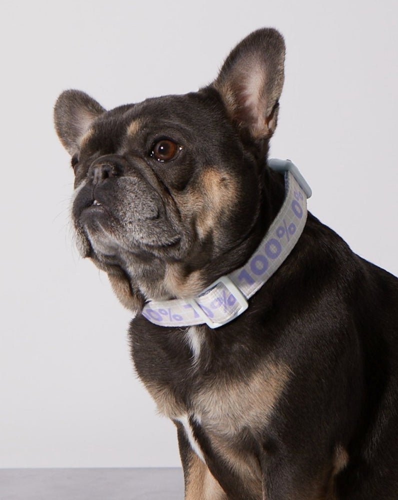 Taro Sugar Level Dog Collar