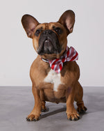 Candy Cane Dog Collar & Bowtie