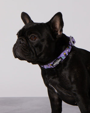 Taro Boba Dog Collar & Bowtie