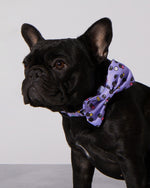 Taro Boba Dog Collar & Bowtie
