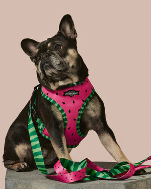 
            
                Load image into Gallery viewer, What-A-Melon Dog Leash
            
        