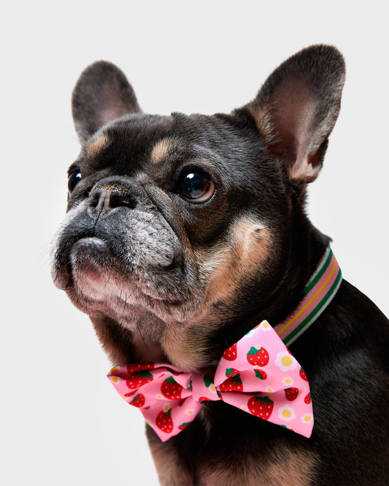 
            
                Load image into Gallery viewer, Strawberry Striped Collar &amp;amp; Bowtie
            
        